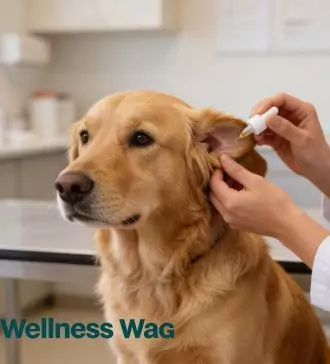 treating dog ear infections medications and care tip