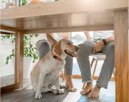 under table pup