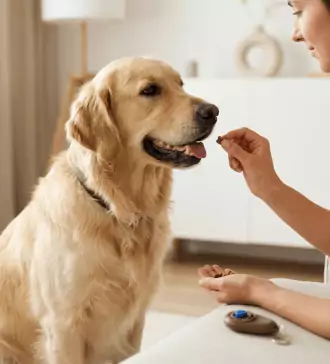 using positive reinforcement in training emotional support animals