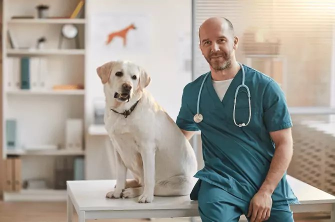 vet with dog