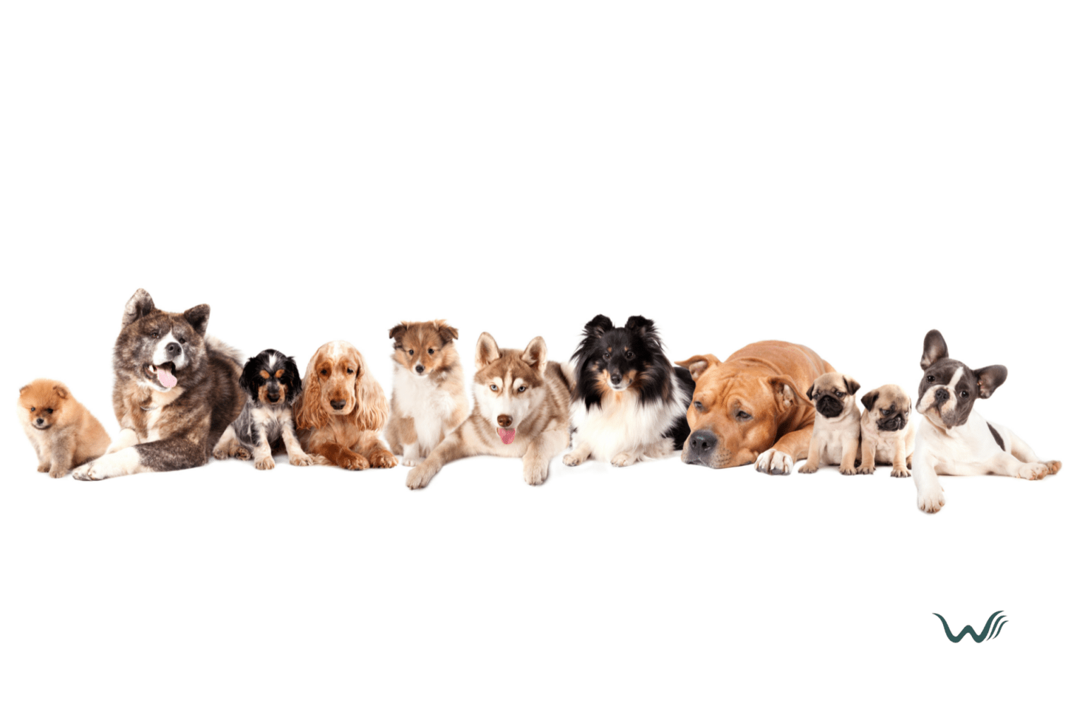 What Are The Best Emotional Support Dog Breeds?