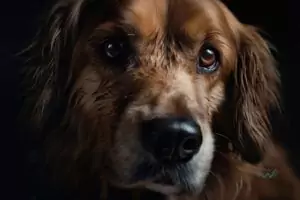 what are the symptoms of a fever in dogs