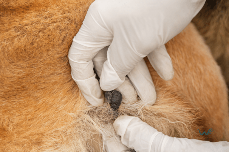 what can cause warts on dogs