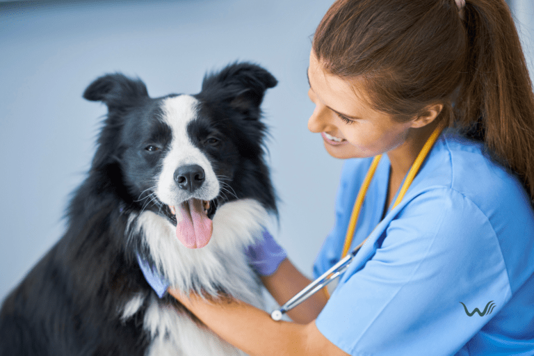 what is the importance of the bordetella vaccine for pets