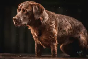 why does my dog have hives (1)