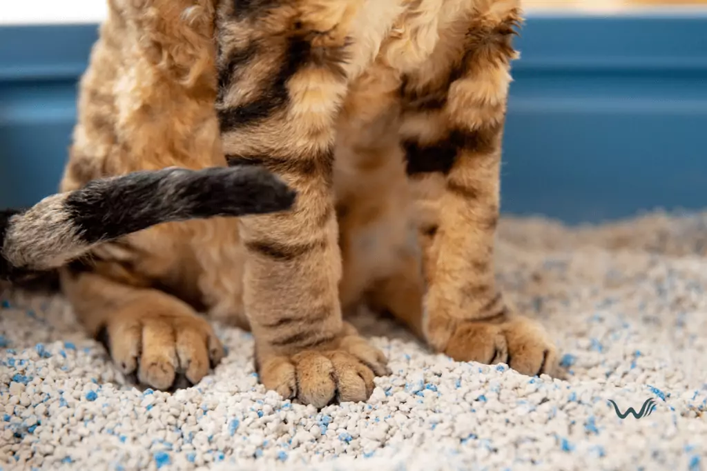 why is my cat eating litter