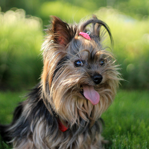 yorkshire terrier emotional support animal laws pa wellness wag