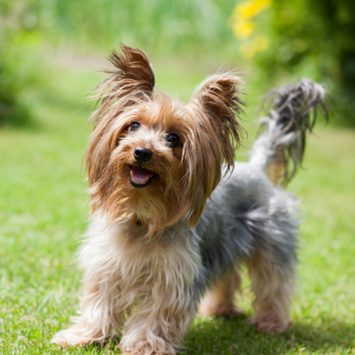 yorkshire terrier emotional support animal ohio wellness wag