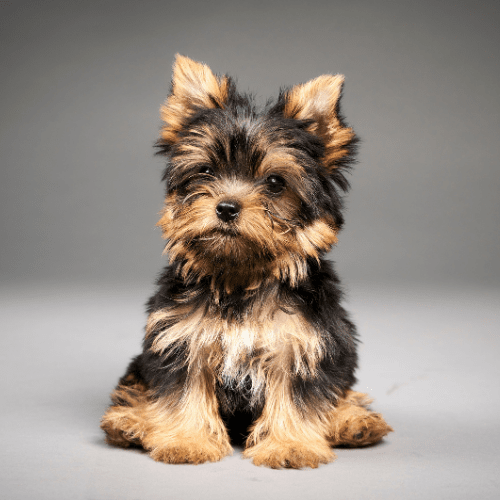 yorkshire terrier emotional support animal oklahoma wellness wag