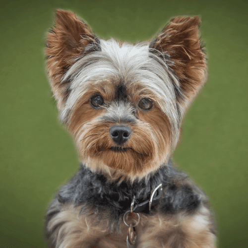 yorkshire terrier emotional support animal registration north carolina wellness wag