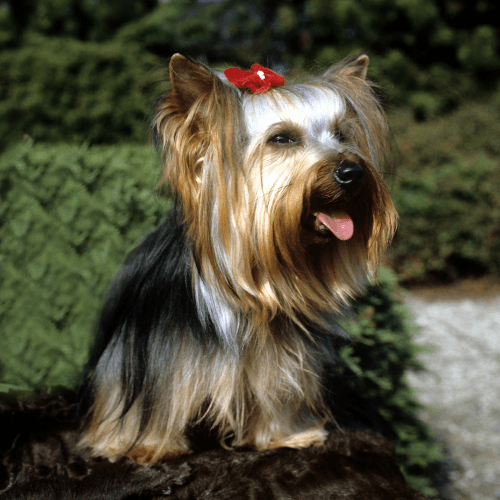 yorkshire terrier emotional support animal registration wv wellness wag