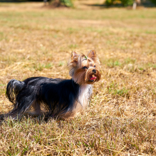 yorkshire terrier emotional support animal utah wellness wag