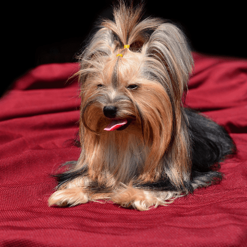 yorkshire terrier emotional support animal virginia wellness wag